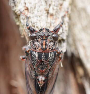 Image of Pauropsalta mneme (Walker & F. 1850)