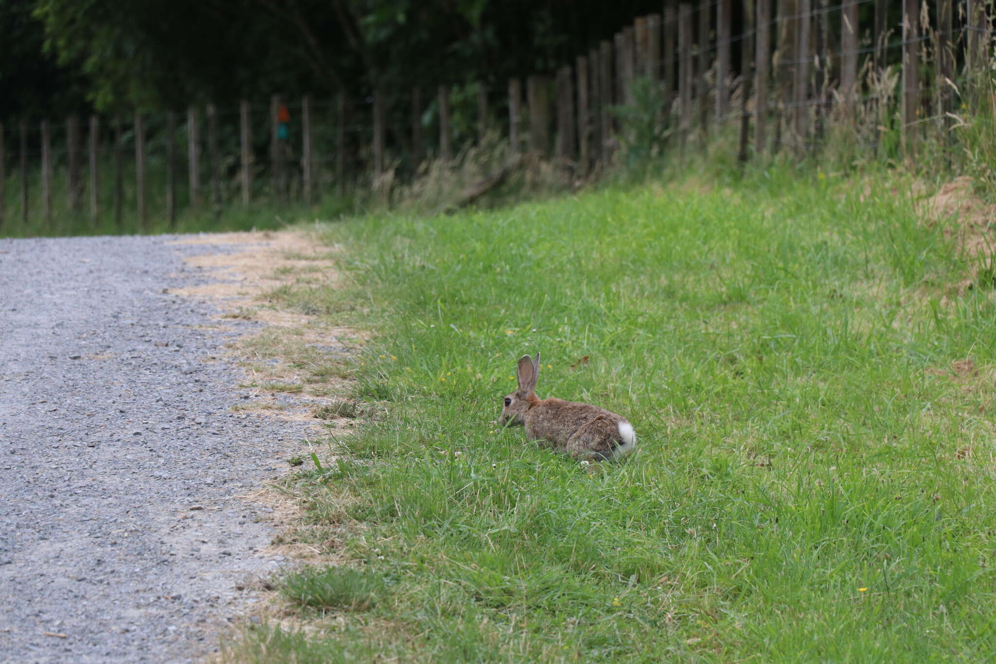 Image of Oryctolagus cuniculus cuniculus (Linnaeus 1758)