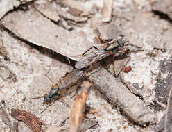 Image of Taenogerella platina Winterton, Irwin & Yeates 1999