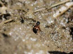 Image of Bembidion (Trepanes) articulatum (Panzer 1796)