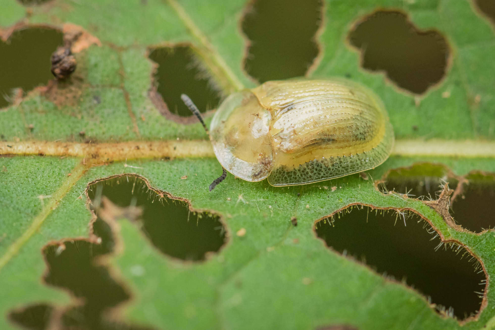 Image of Leaf beetle