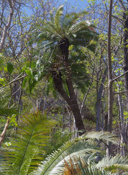 Image of Cycas media subsp. media