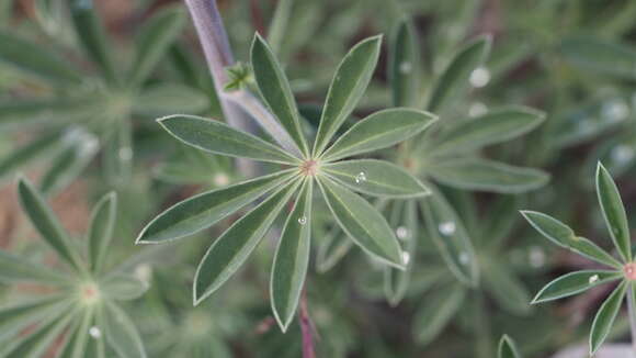 Image of mountain bush lupine