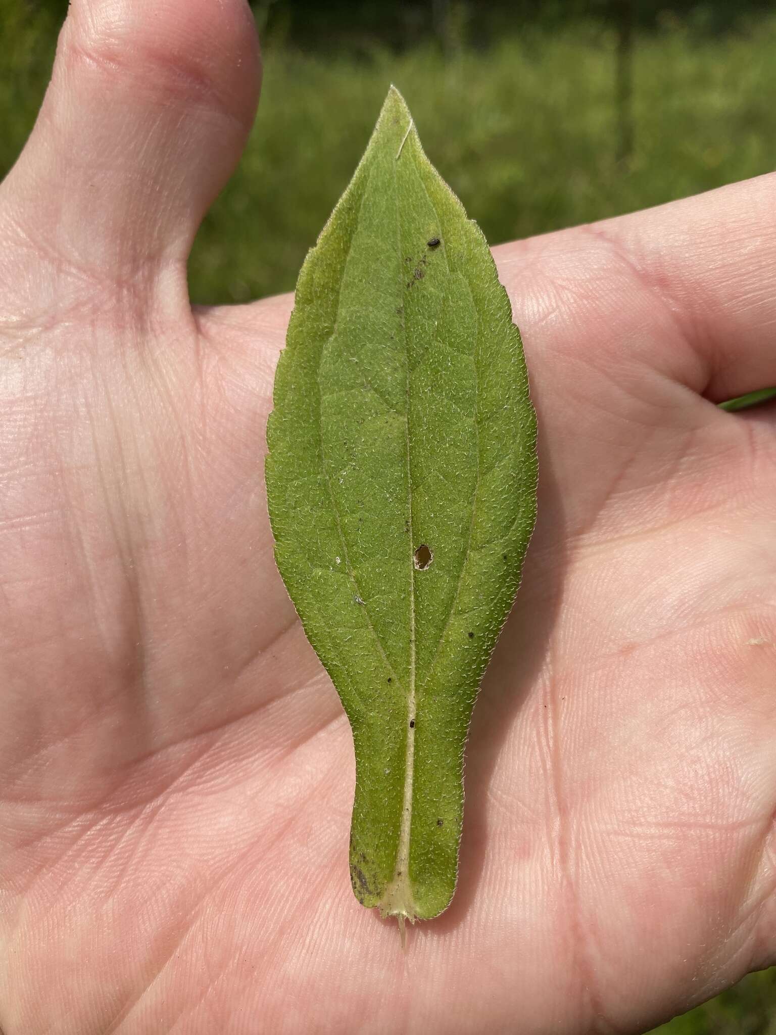 Image of Rudbeckia terranigrae