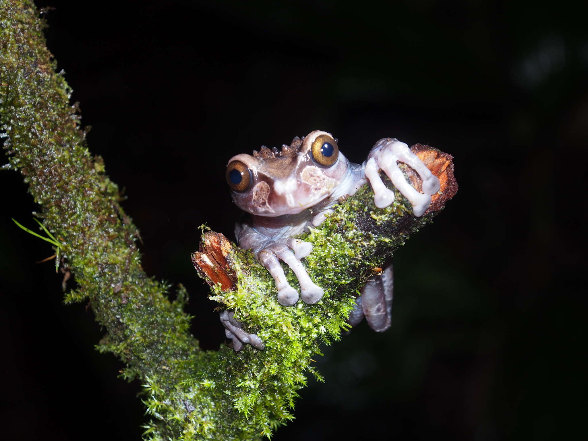 Image of Coronated Treefrog