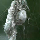 Image of Beccari's Tent Spider