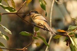 Image of Spectacled Barwing