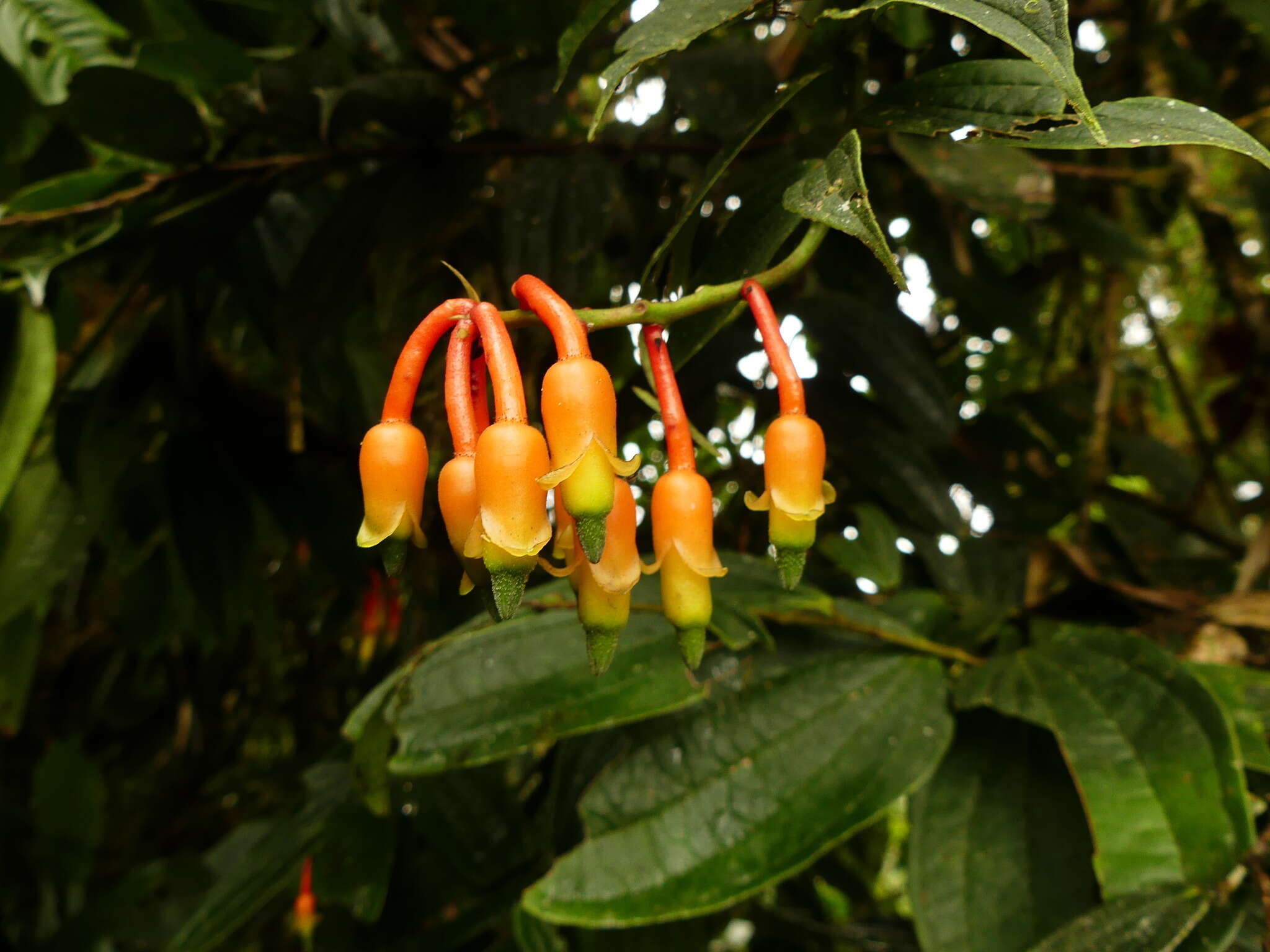 Imagem de Psammisia ecuadorensis Hørold