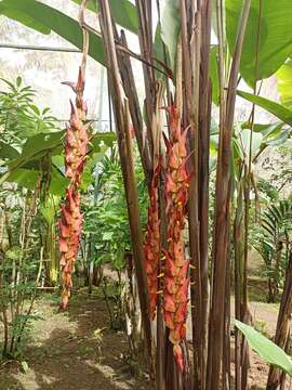 Image of Heliconia regalis L. Andersson