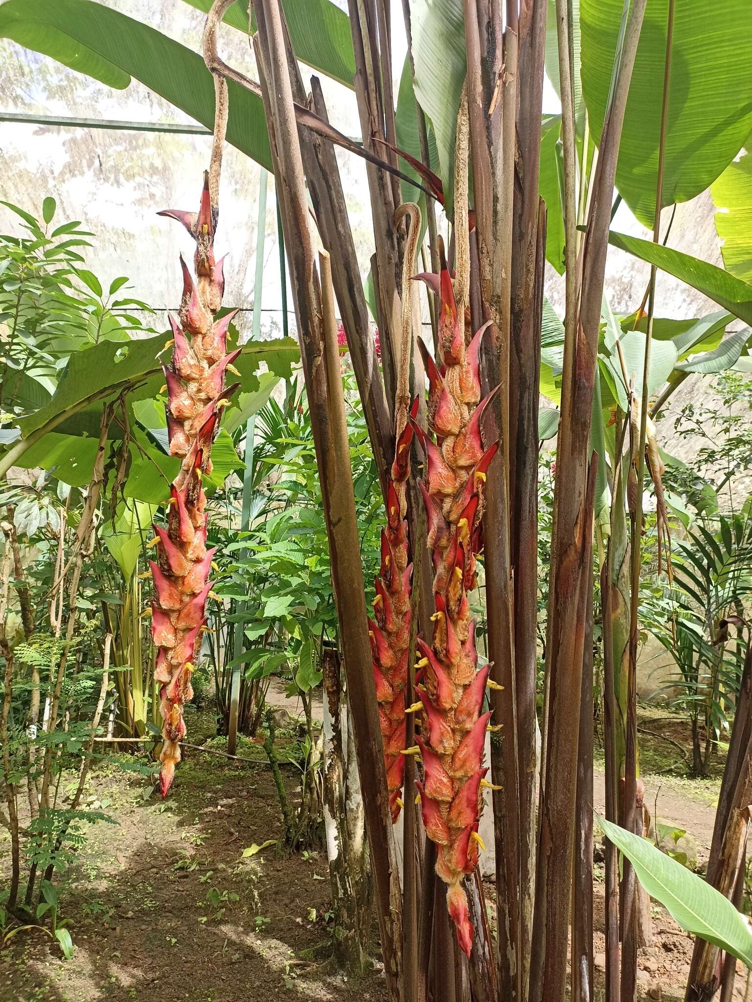 Image de Heliconia regalis L. Andersson