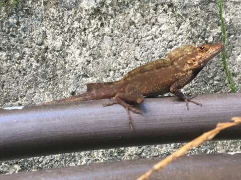 Image of Common Puerto Rican anole