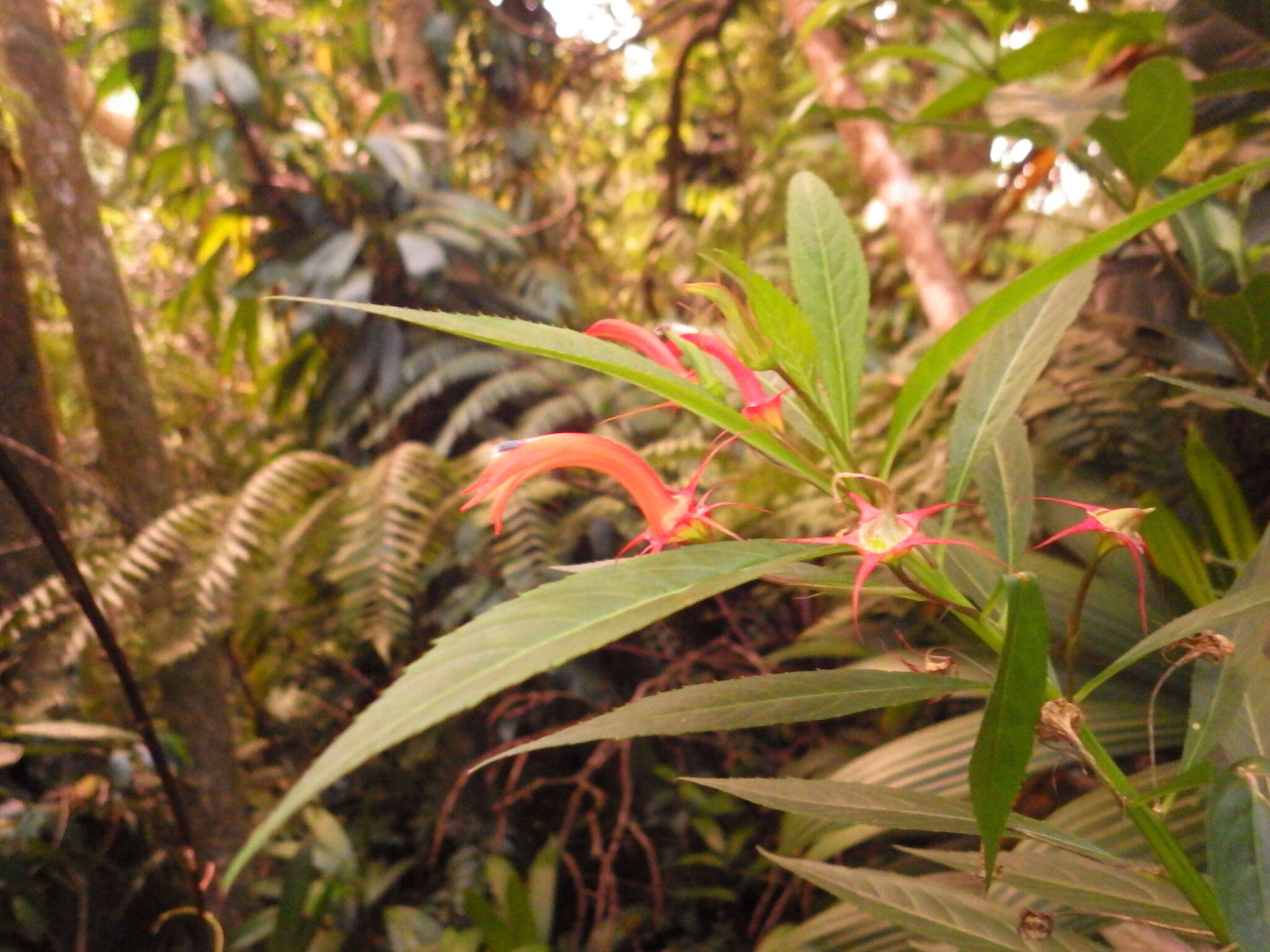 Imagem de Lobelia persicifolia Lam.