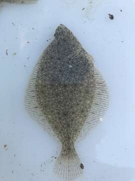 Image of Starry flounders