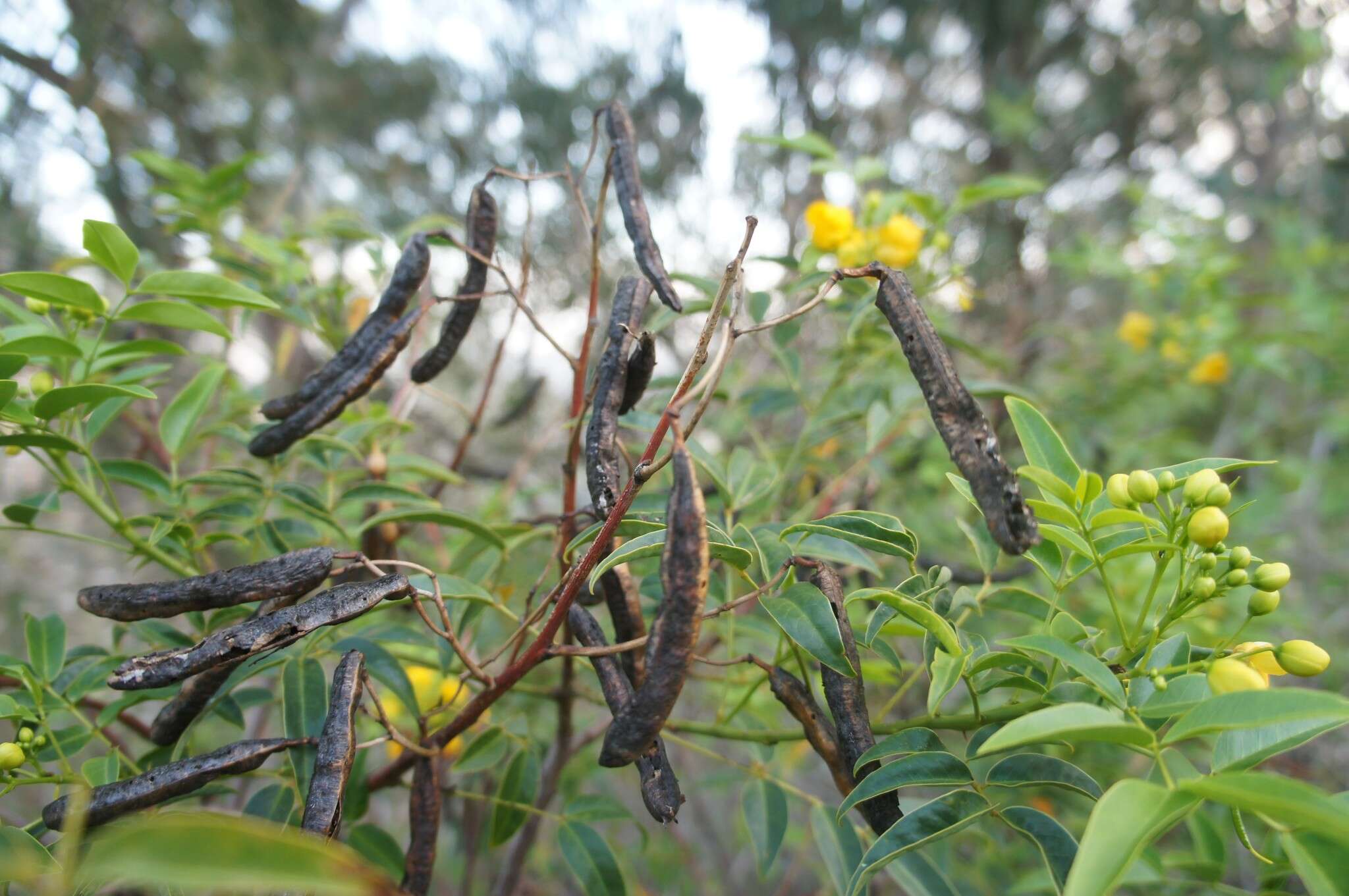 Image of arsenic bush