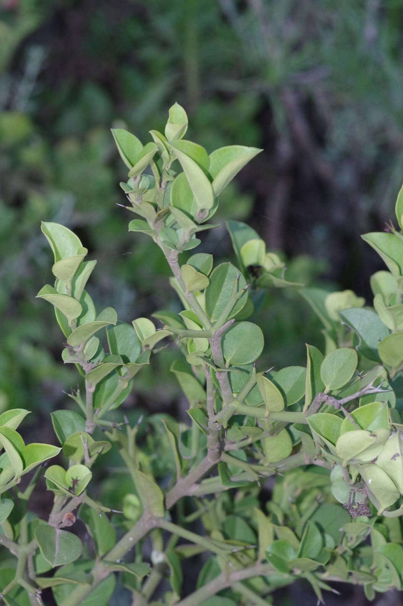 Image de Carissa bispinosa var. bispinosa