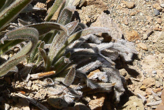 Echium auberianum Webb & Berth. resmi