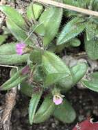 Image of slender phlox