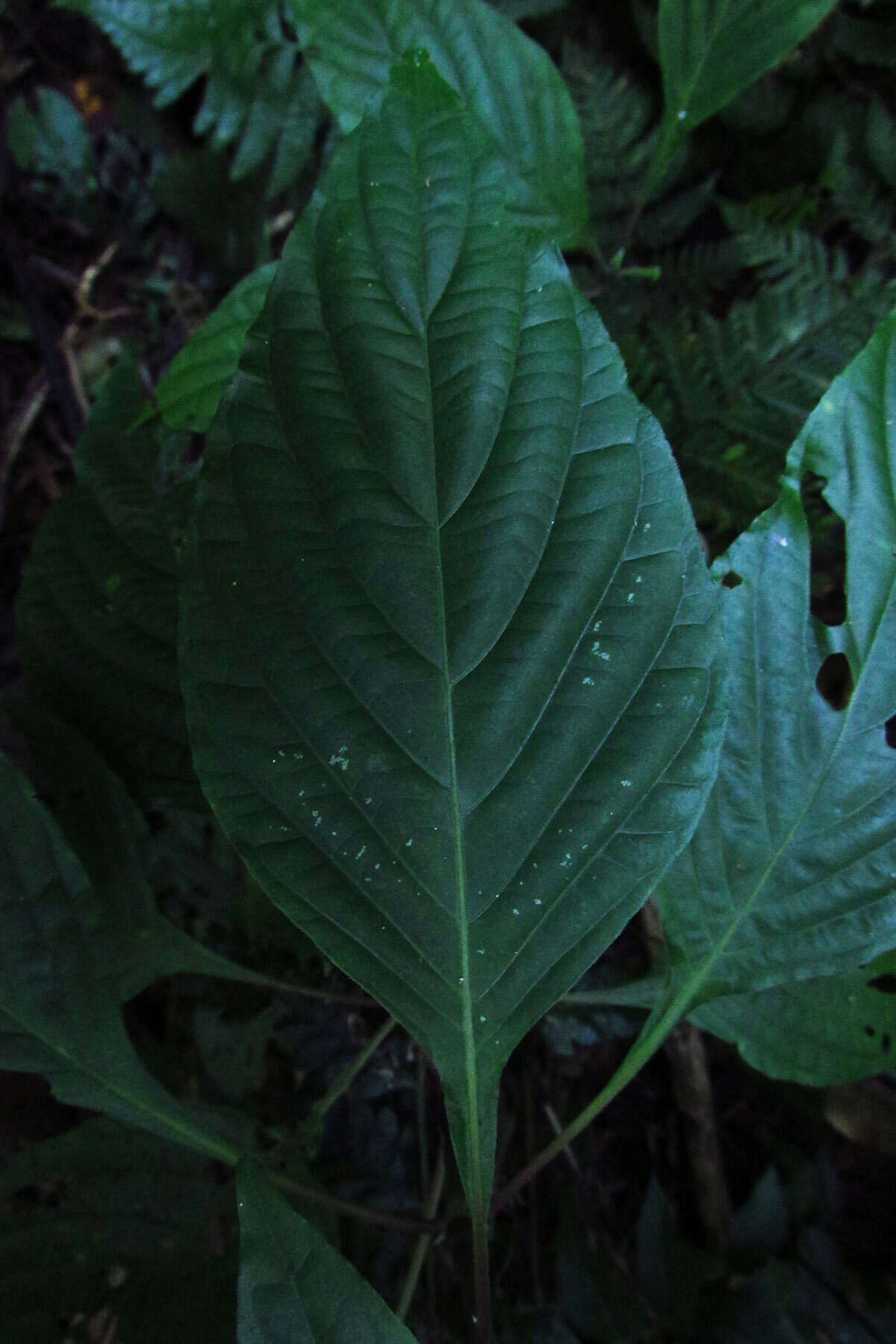 Image of Brazilian-plume