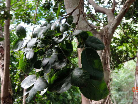 Image of Zanthoxylum arborescens Rose