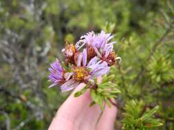 Image of Diplostephium vermiculatum Cuatrec.