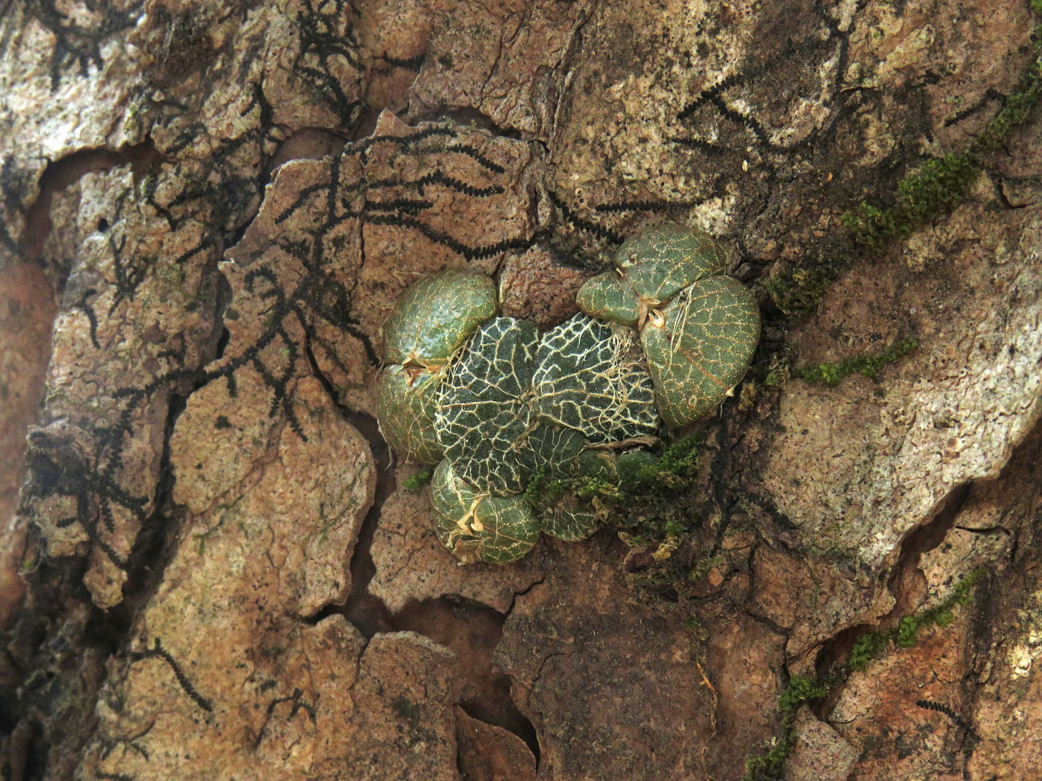 Image of Porpax reticulata Lindl.