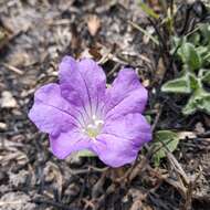 Plancia ëd Ruellia lactea Cav.