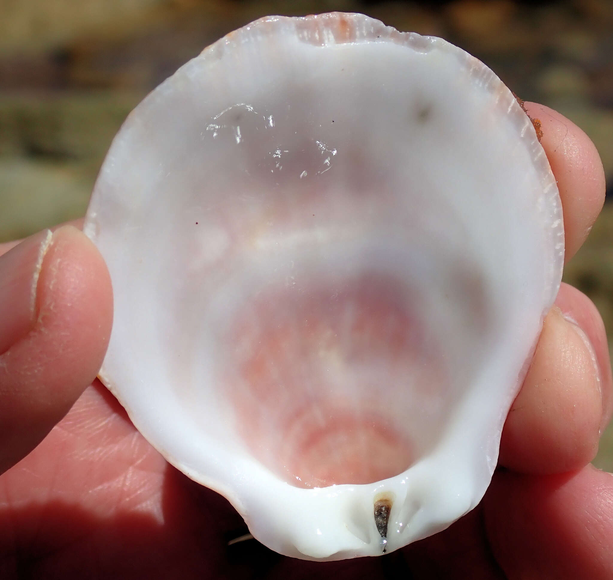 Image of scarlet thorny oyster