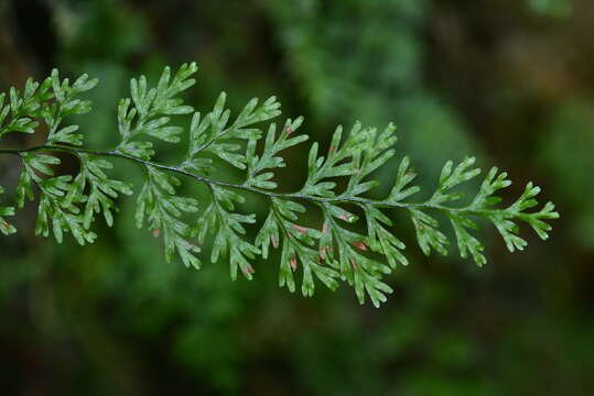 Plancia ëd <i>Hymenophyllum polyanthon</i>