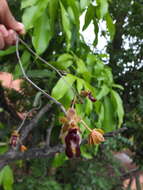 Image of Cottonia peduncularis (Lindl.) Rchb. fil.