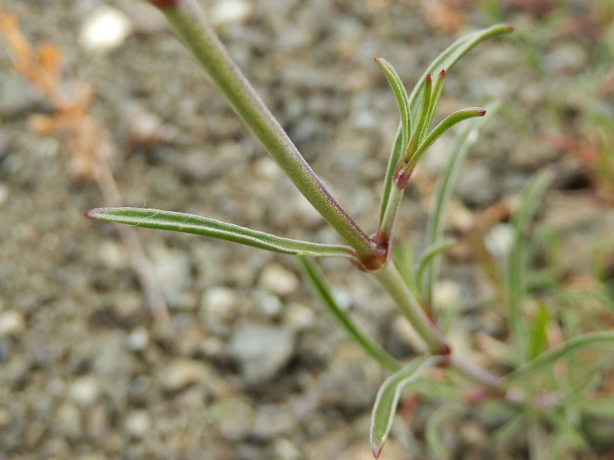 Image of Silene paradoxa L.