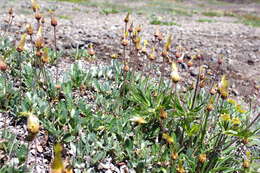 Image de Potentilla vulcanicola Juz.