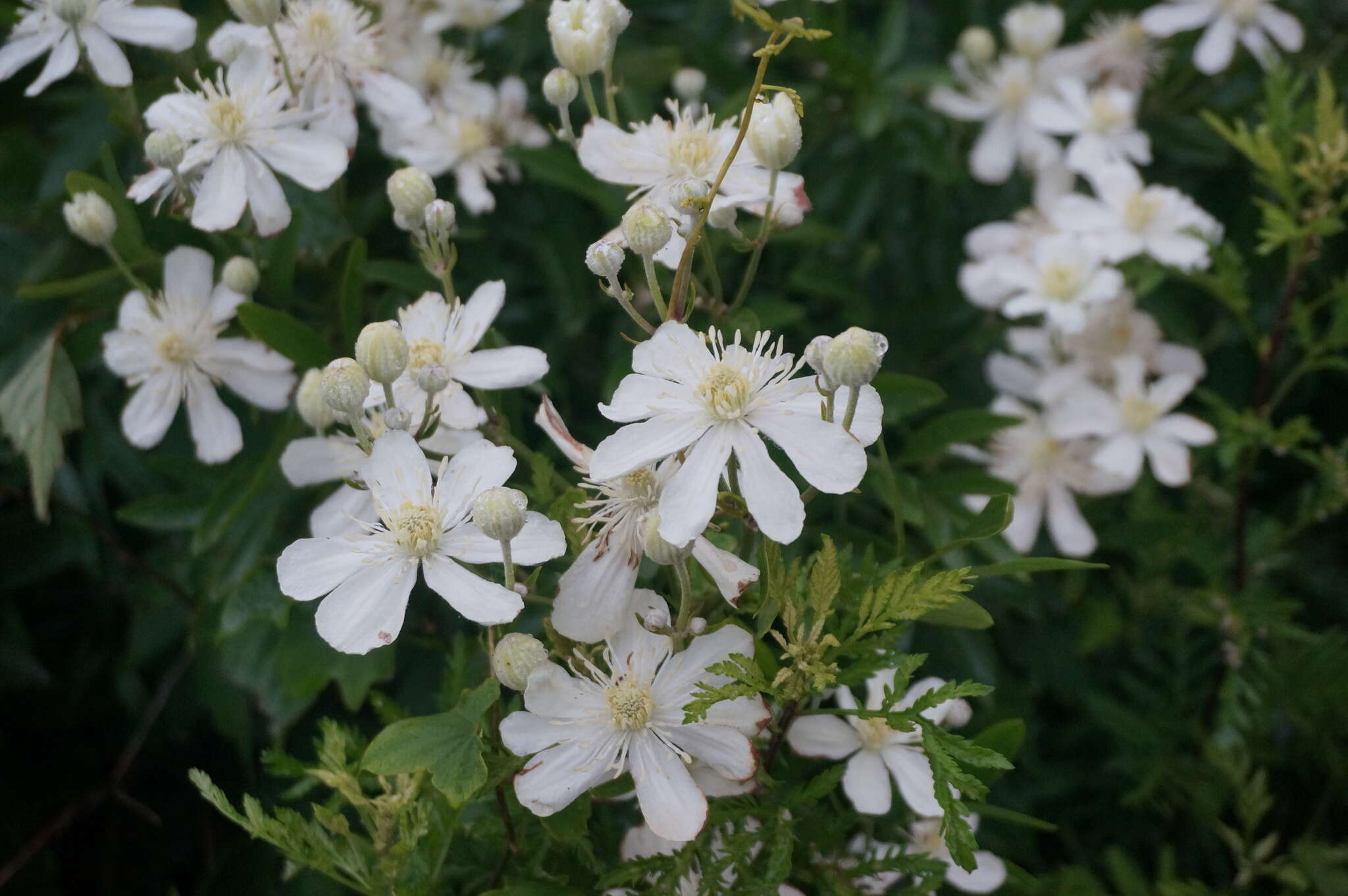 Imagem de Clematis hexapetala Pall.