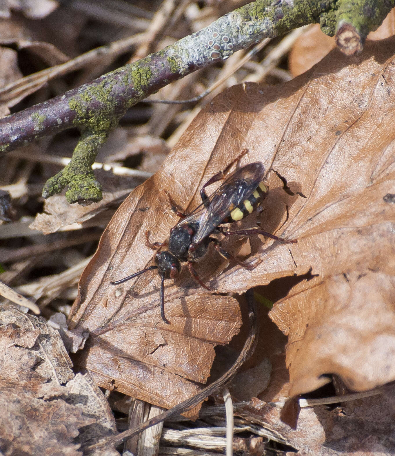 Слика од Nomada leucophthalma (Kirby 1802)