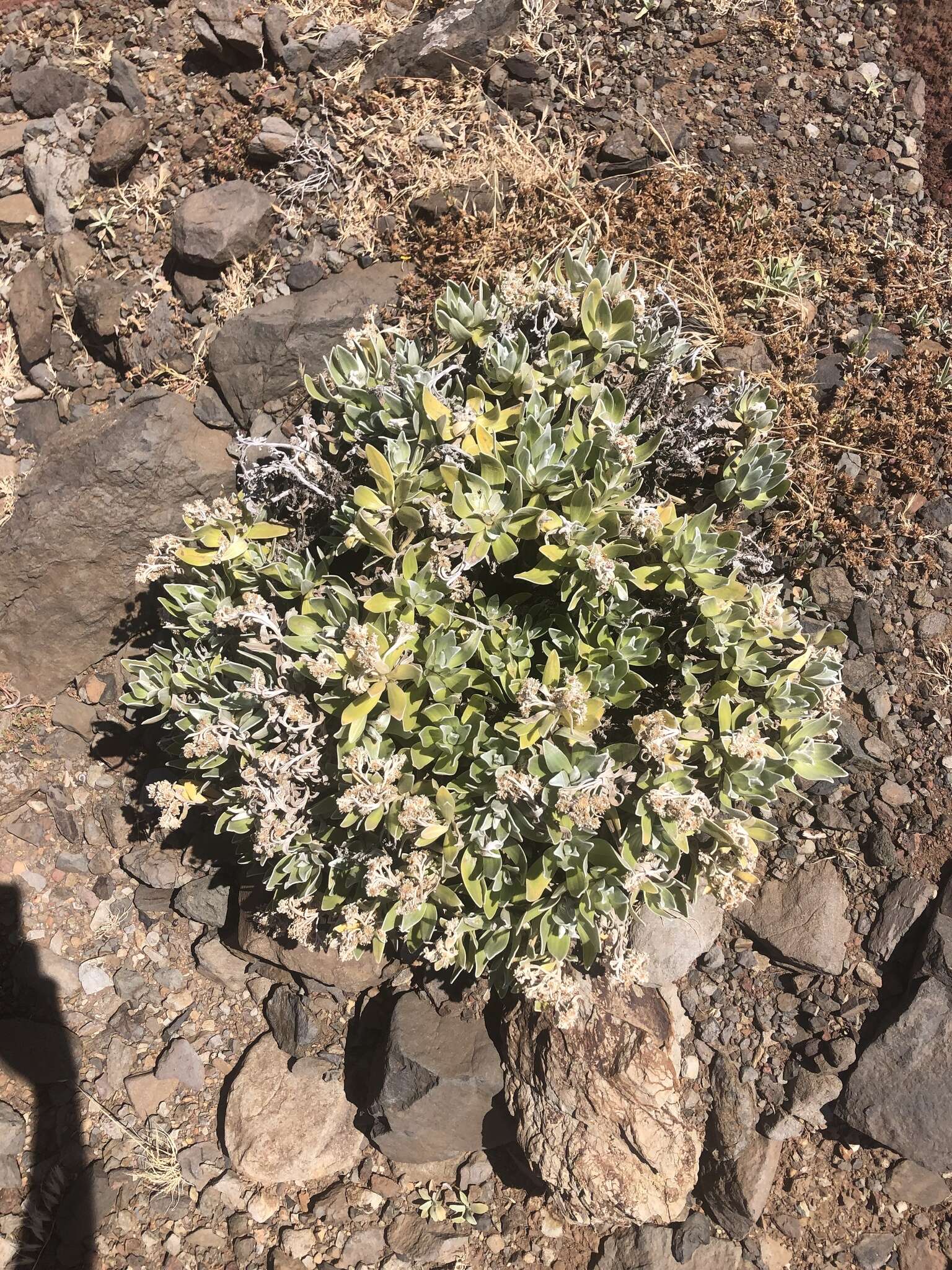 Image of Helichrysum devium J. Y. Johnson