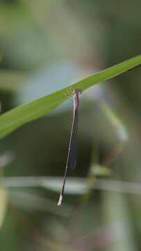 Image of Aciagrion pallidum Selys 1891