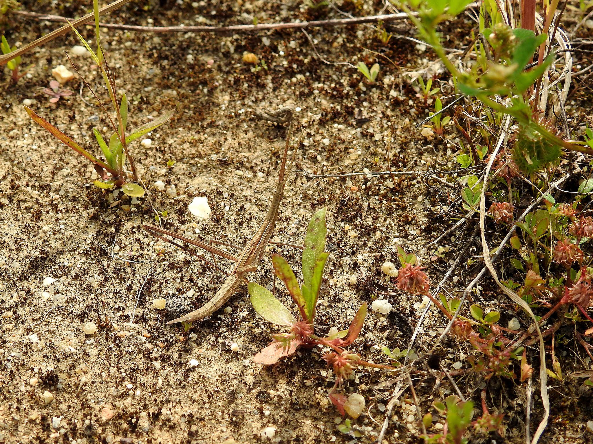 Truxalis nasuta (Linnaeus 1758) resmi