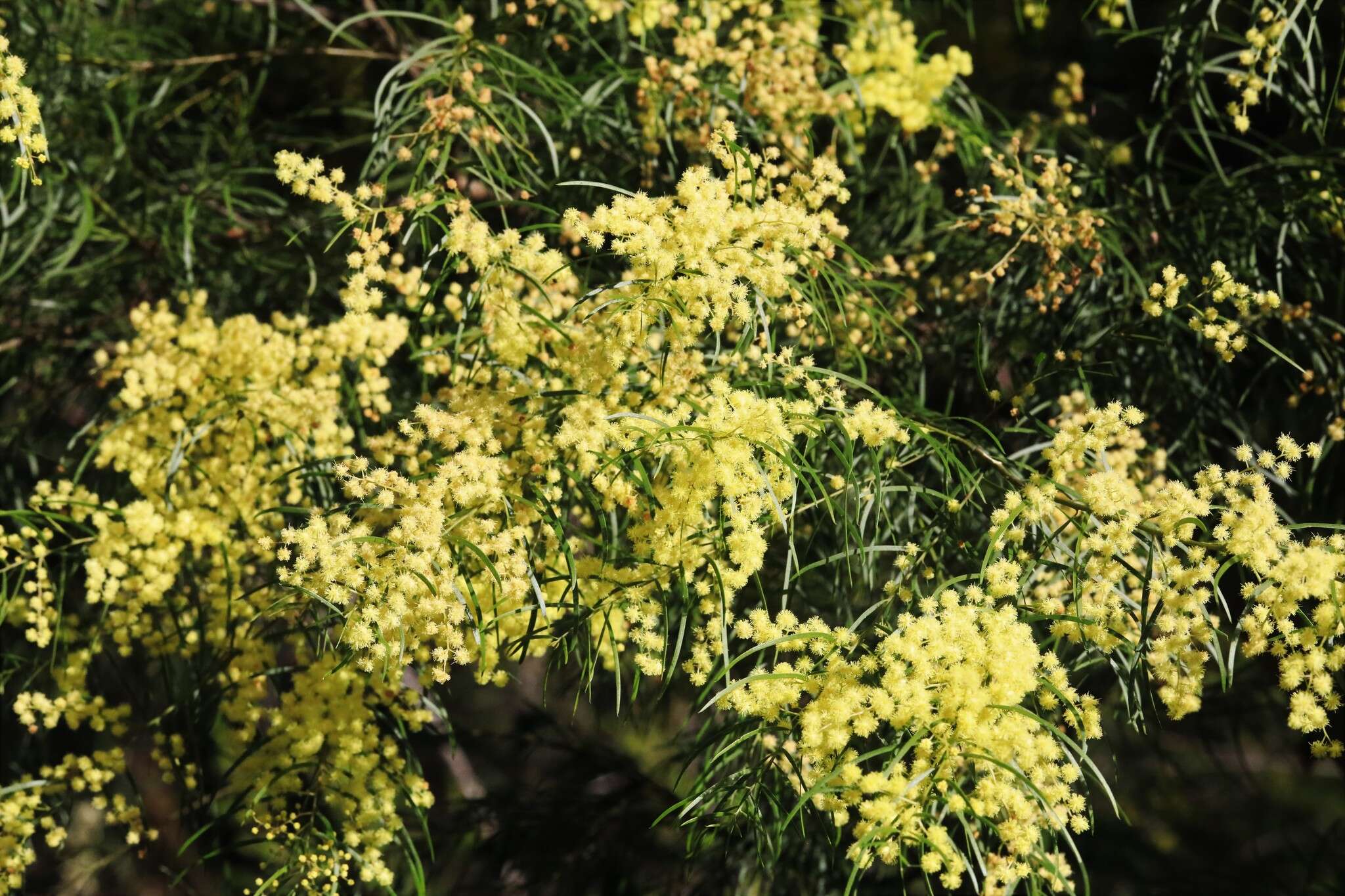 Imagem de Acacia fimbriata A. Cunn. ex G. Don