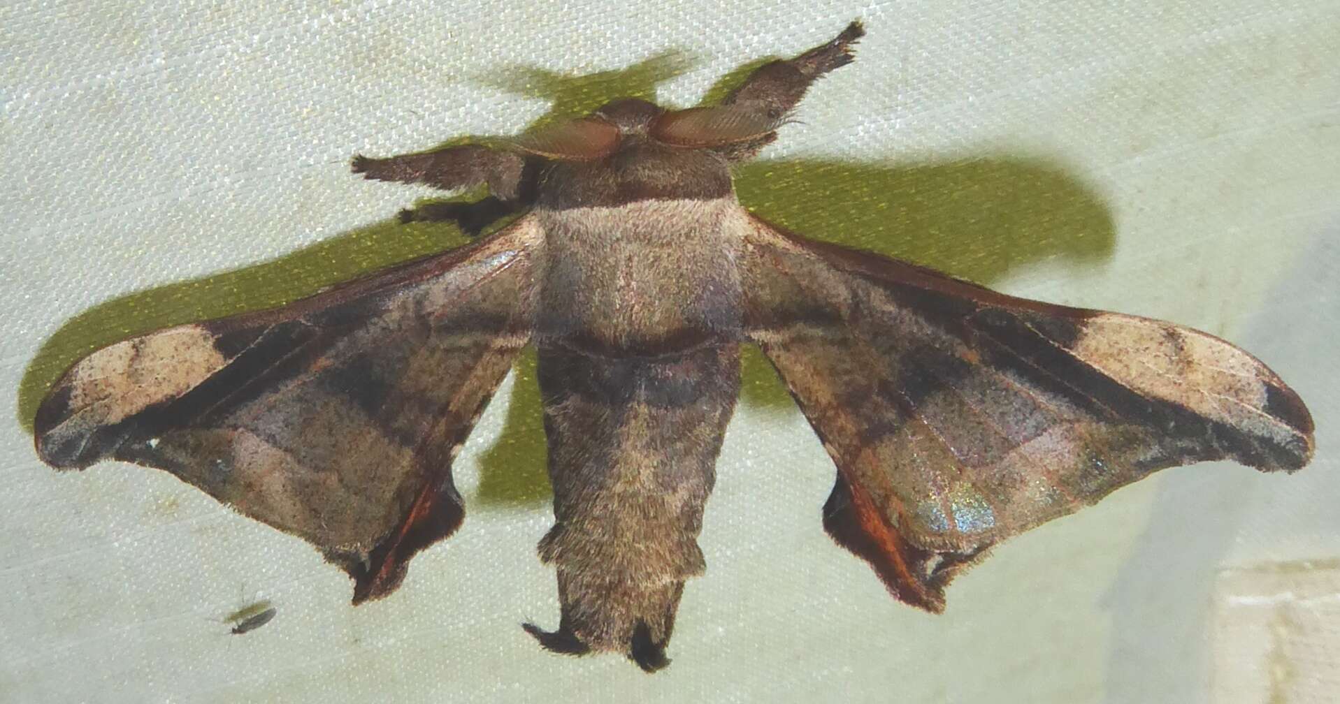 Image of Gunda javanica (Moore 1872)