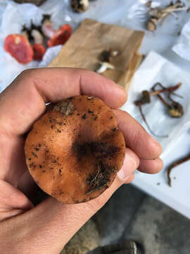 Image of Lactarius xanthogalactus Peck 1907