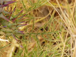 Слика од Cynara cardunculus subsp. cardunculus