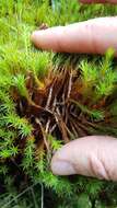 Imagem de Polytrichum strictum Menzies ex Bridel 1801