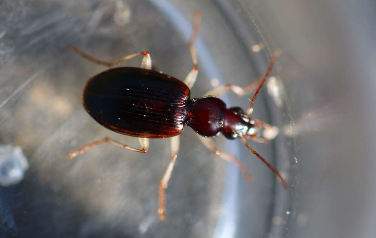 Image of Ground beetle