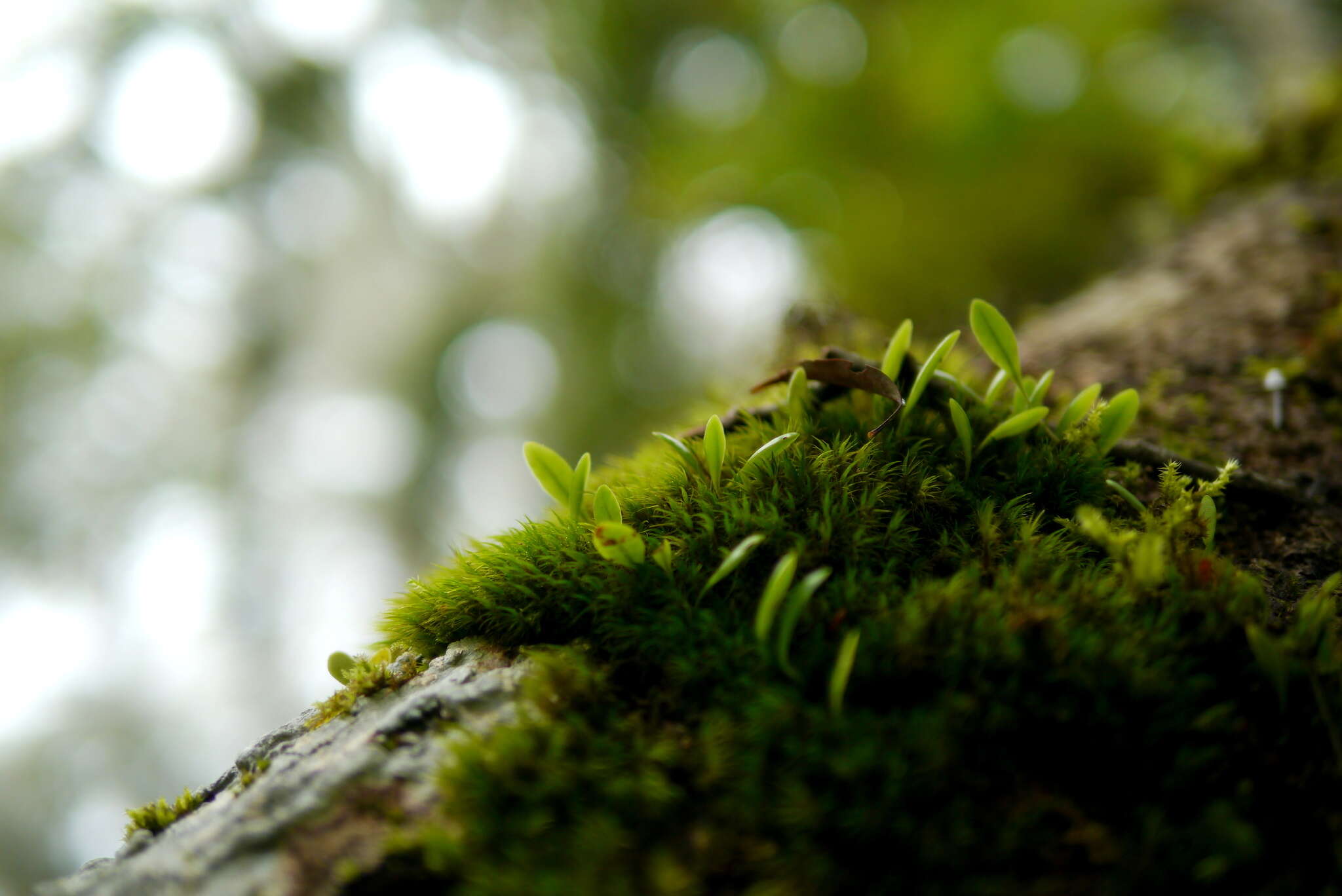 Lemmaphyllum microphyllum C. Presl resmi