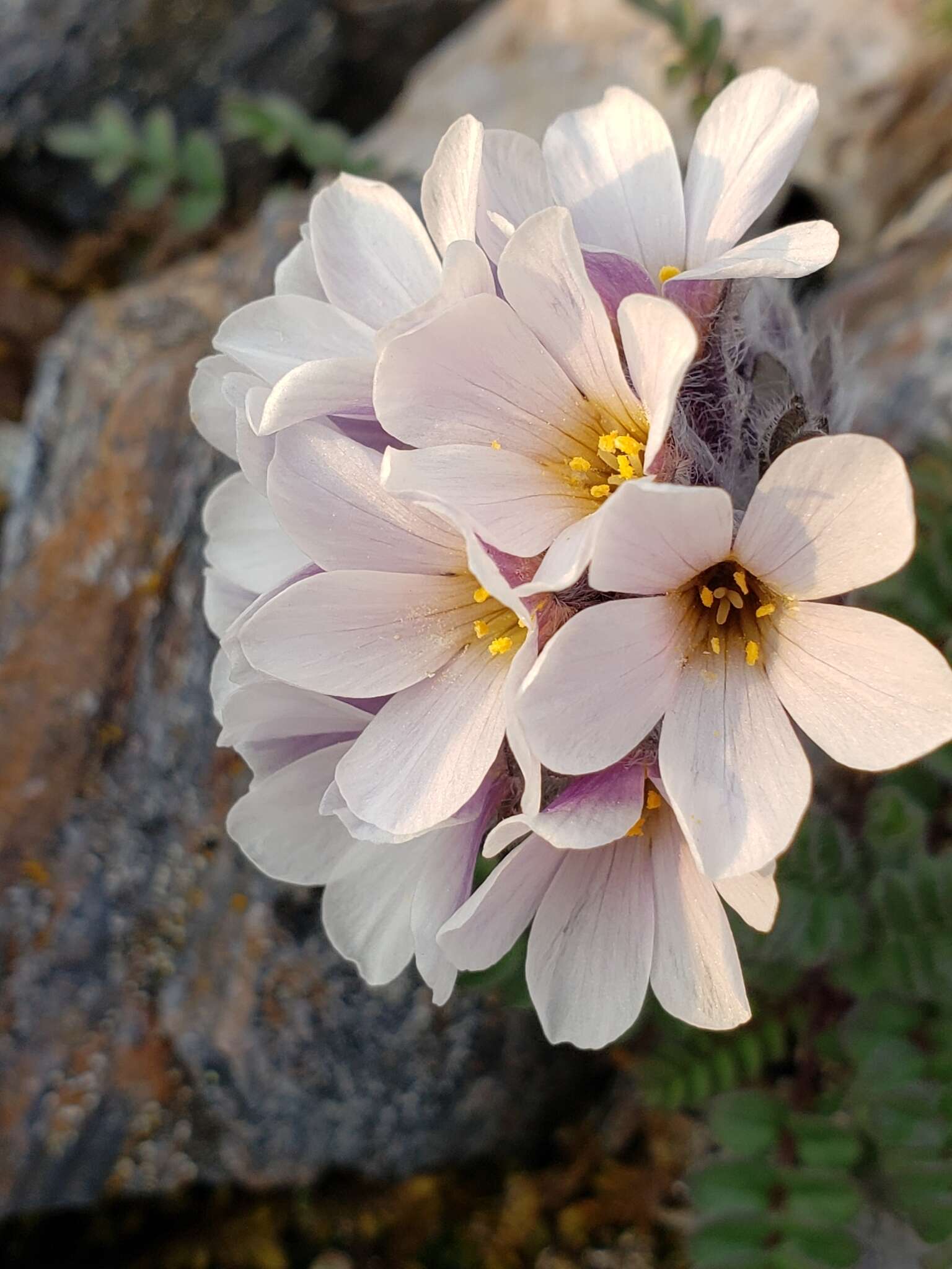 Image of Polemonium villosissimum (Hultén) D. F. Murray & Elven