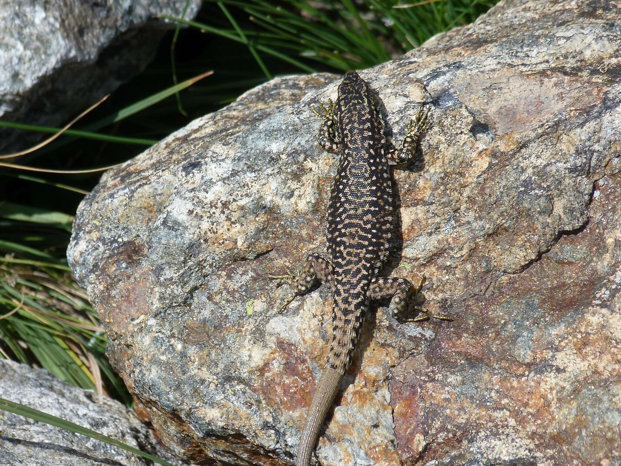 Image of Carpetane rock lizard