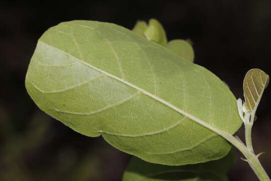 Image of Antidesma ghaesembilla Gaertn.