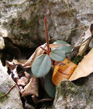 Image of Peperomia abdita G. R. Proctor