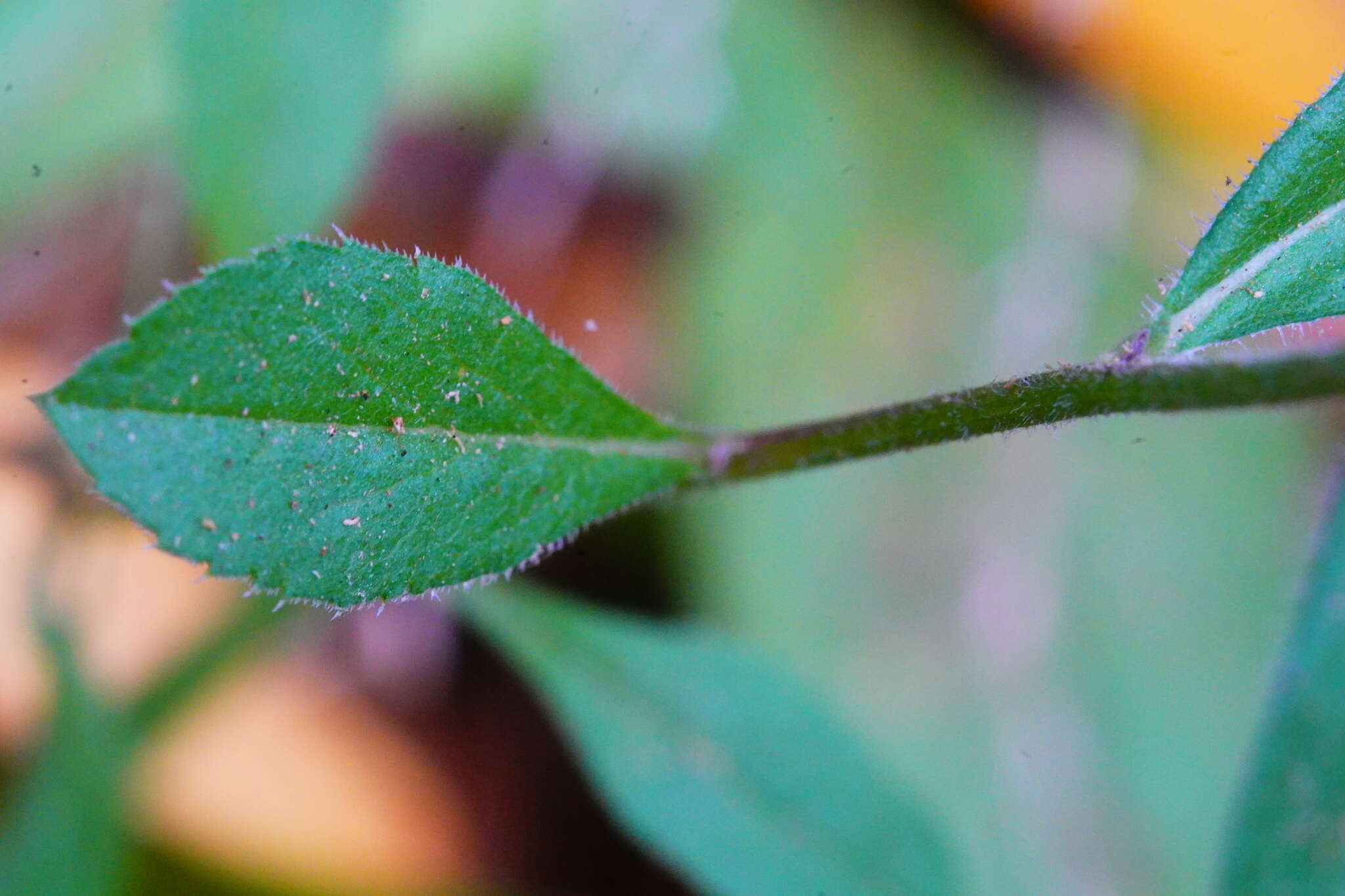 Image of roughleaf aster