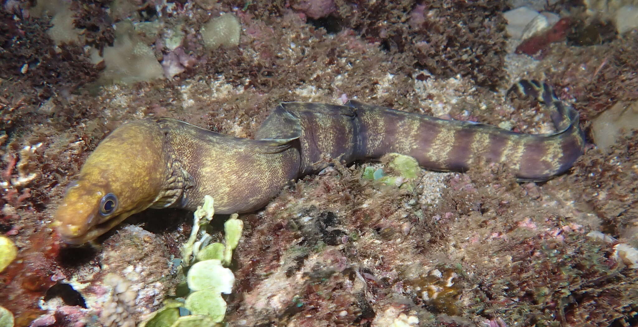 Image of Barred moray