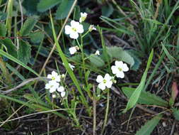 Image de Dontostemon pinnatifidus (Willd.) Al-Shehbaz & H. Ohba